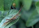 insekti / Fam. Orthoptera - Acrida ungarica