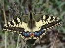 insekti / Fam. Lepidoptera - Papilio machaon