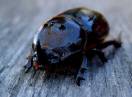 insekti / Fam. Coleoptera - Oryctes nasicornis