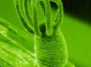 beskičmenjaci / Fam. Cnydaria - Hydra viridis