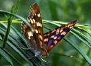 insekti / Fam. Lepidoptera - Apatura metis