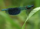 insekti / Fam. Odonata - Calopteryx splendens