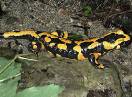 vodozemci / Fam. Salamandridae - Salamandra salamandra