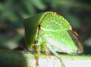 insekti / Fam. Homoptera - Stictocephalus bisonia