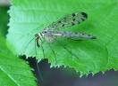 insekti / Fam. Diptera - Panorpa communis
