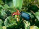 insekti / Fam. Coleoptera - Brachinus explodens