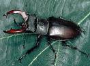 insekti / Fam. Coleoptera - Lucanus cervus