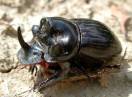 insekti / Fam. Coleoptera - Copris lunaris