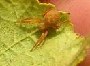 beskičmenjaci / Fam. Arachnida - Araneus alsine
