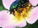 insekti / Fam. Coleoptera - Cetonia aurata