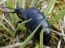 insekti / Fam. Coleoptera - Meloe proscarabaeus