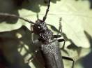 insekti / Fam. Coleoptera - Cerambyx cerdo