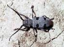 insekti / Fam. Coleoptera - Morimus funereus