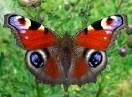 insekti / Fam. Lepidoptera - Vanessa io.