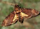 insekti / Fam. Lepidoptera - Acherontia atropos
