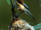 ptice / Fam. Remizidae - Remiz pendulinus