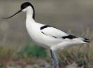 ptice / Fam. Charadriidae - Recurvirostra avosetta