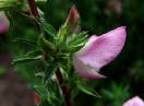 Zečji trn / Fam. Fabaceae - Ononis spinosa