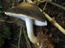 gljive / Pluteus salicinus - Krovnjača