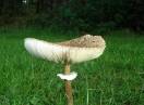 gljive / Macrolepiota procera - Sunčanica