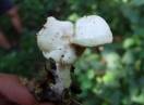 gljive / Lyophyllum cornatum - Bela Sraštenica