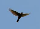 Ornitologija / Ciconia ciconia - Bela roda
