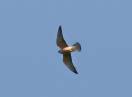 Ornitologija / Falco vespertinus - Siva vetruška