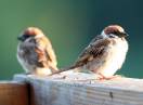 Ornitologija / Passer domesticus - Vrabac pokućar
