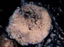 beskičmenjaci / Fam. Poryphera - Spongilla lacustris