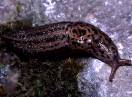 beskičmenjaci / Fam. Gastropoda - Limax sp.