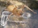 beskičmenjaci / Fam. Arachnida - Cheiracanthium mildei