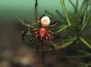 beskičmenjaci / Fam. Arachnida - Argyroneta aquatica