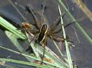 beskičmenjaci / Fam. Arachnida - Dolomedes fimbriatus