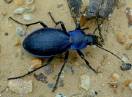 insekti / Fam. Coleoptera - Carabus violaceus