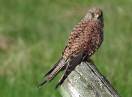 ptice / Fam. Falconidae - Falco tinnunculus