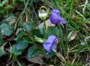 Ljubičica / Fam. Violaceae - Viola riviniana