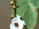 Strelac / Fam. Alismataceae - Sagittaria sagittifolia