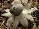 gljive / Geastrum coronatum - Krunasta zvezdača