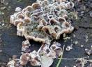 gljive / Auricularia mesenterica - Mrežasta uska