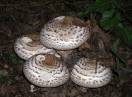 gljive / Agaricus silvaticus - Šumski šampinjon