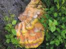 gljive / Lentiporus sulfureus - Šumsko pile