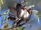 Ornitologija / Hirundo rustica - Seoska lasta