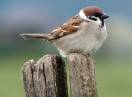 Ornitologija / Passer montanus - Poljski vrabac
